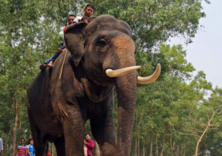 Long Before Modern Conservation: India's Surprising Elephant Studies