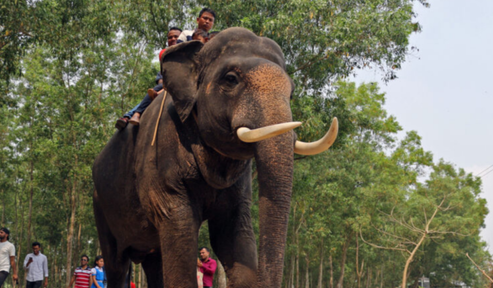 Long Before Modern Conservation: India's Surprising Elephant Studies