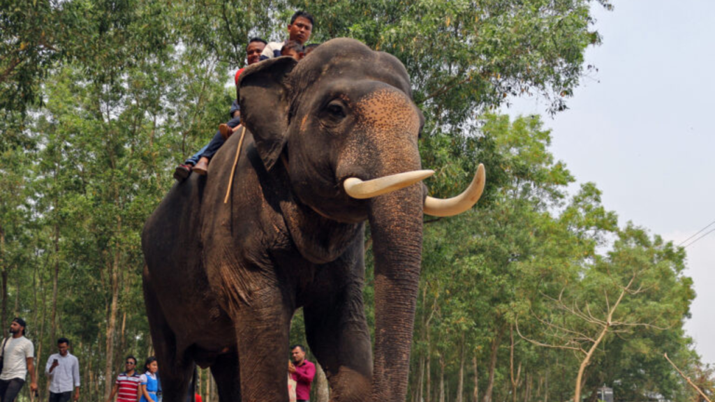 Long Before Modern Conservation: India's Surprising Elephant Studies