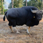 Genetic Study Reveals Alarming Decline in Arunachal Mithun Breeding