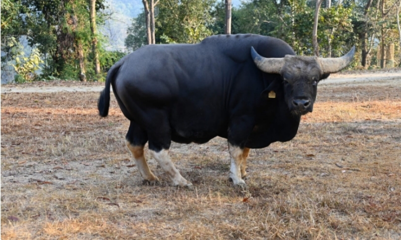 Genetic Study Reveals Alarming Decline in Arunachal Mithun Breeding