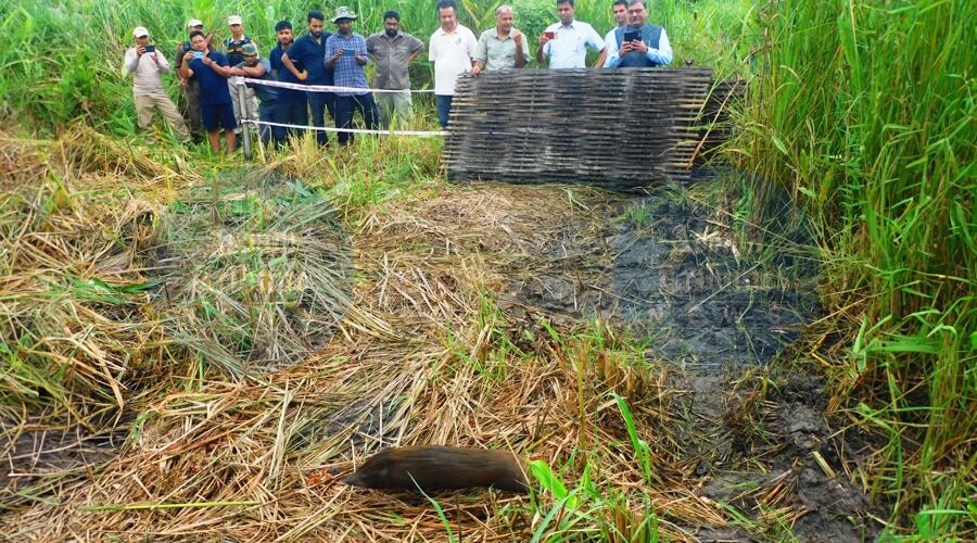 PM Hails Assam’s Elephant and Pygmy Hog Conservation in Mann Ki Baat