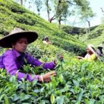 Andrew Yule Tea Workers Protest Over Unpaid 20% Bonus