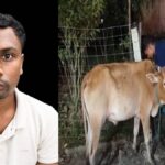 Assam Moran Ward Member Held for Alleged Cattle Theft, Case Filed
