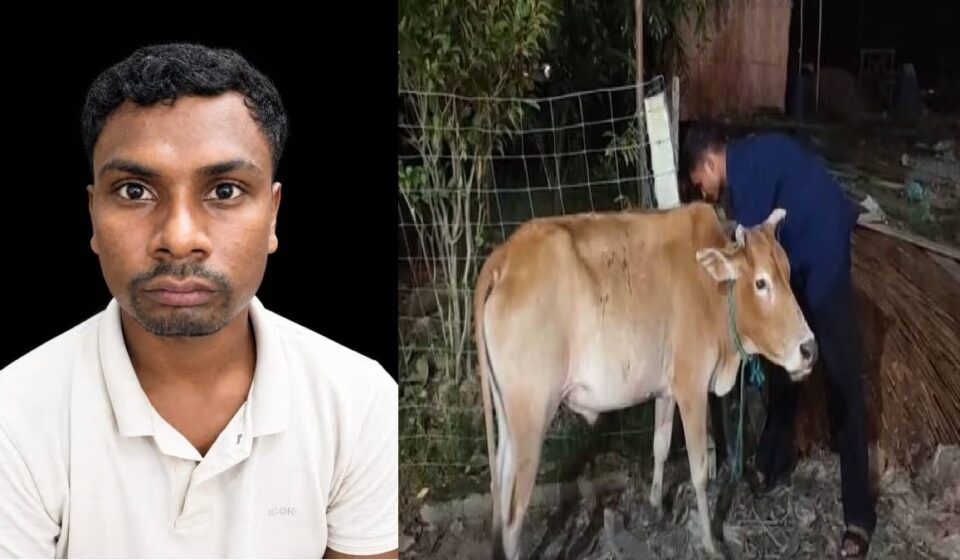 Assam Moran Ward Member Held for Alleged Cattle Theft, Case Filed