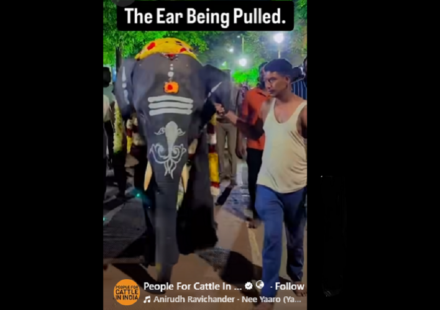 Five Assam Elephants Arrive in Tamil Nadu Temples Amid Ownership Row