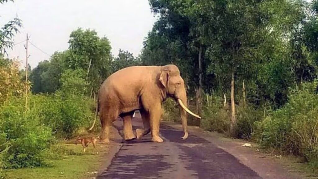 65-Year-Old Woman Killed in Wild Elephant Attack in Kamrup, Assam