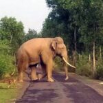 65-Year-Old Woman Killed in Wild Elephant Attack in Kamrup, Assam