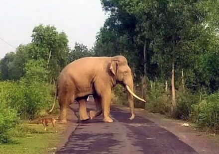 65-Year-Old Woman Killed in Wild Elephant Attack in Kamrup, Assam