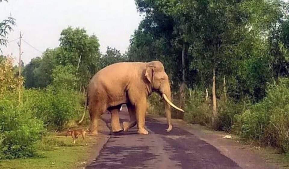 65-Year-Old Woman Killed in Wild Elephant Attack in Kamrup, Assam
