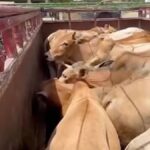 Assam: 12 Cattle Found in Number Plateless Pickup Van in Raha, 2 Held