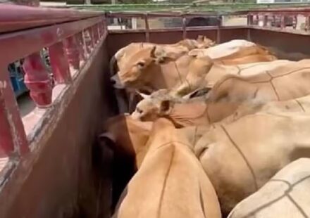 Assam: 12 Cattle Found in Number Plateless Pickup Van in Raha, 2 Held
