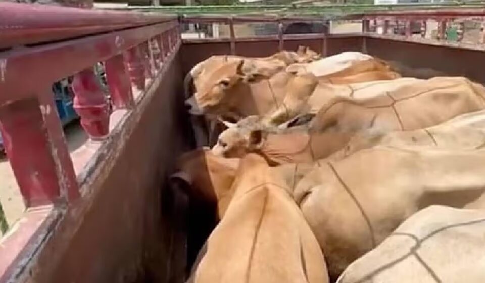 Assam: 12 Cattle Found in Number Plateless Pickup Van in Raha, 2 Held