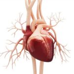 Overall Dietary Patterns Matter More Than Nutrients for Heart Health
