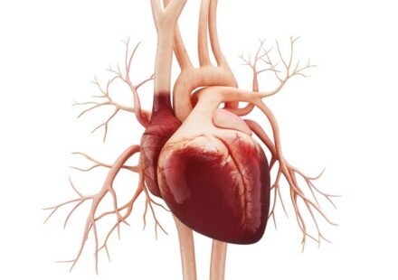Overall Dietary Patterns Matter More Than Nutrients for Heart Health
