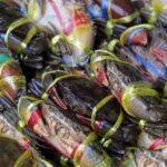 Goa Bets on Mud Crab Farming to Empower Coastal Livelihoods