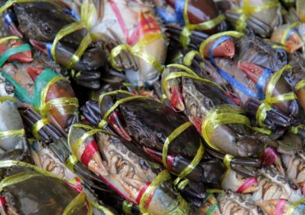 Goa Bets on Mud Crab Farming to Empower Coastal Livelihoods