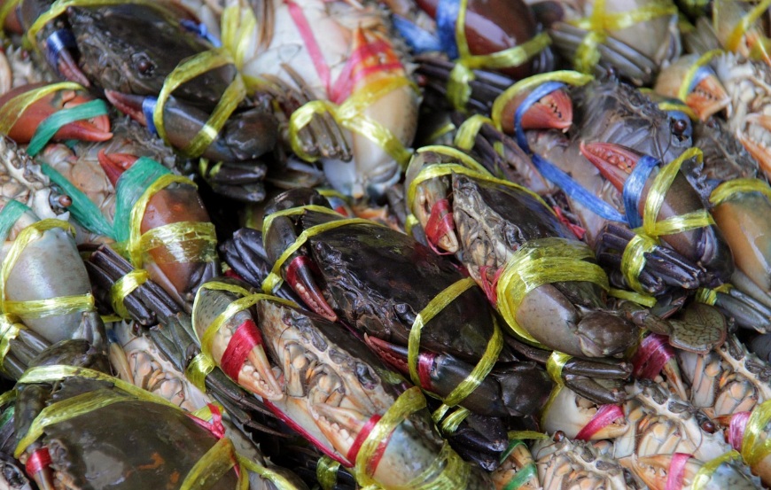 Goa Bets on Mud Crab Farming to Empower Coastal Livelihoods