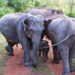 Historic Sri Lanka Ruling Recognises an Elephant’s Right to Be Heard