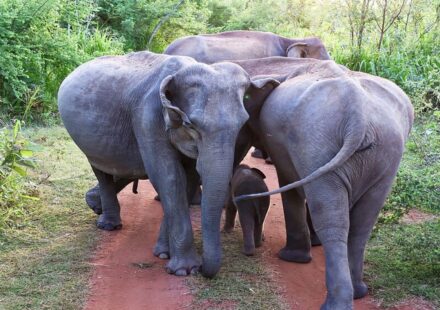 Historic Sri Lanka Ruling Recognises an Elephant’s Right to Be Heard