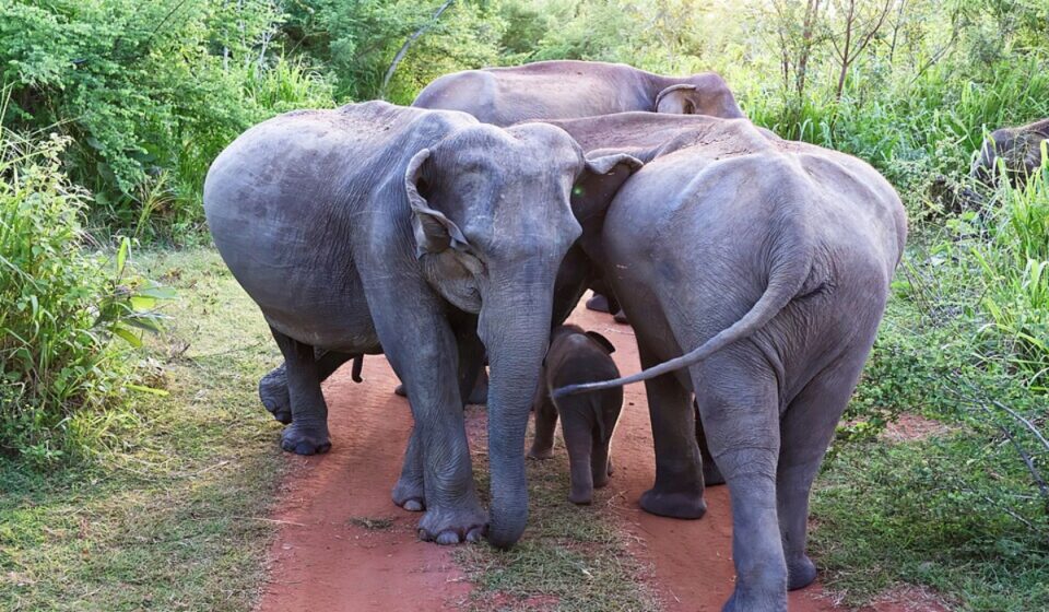 Historic Sri Lanka Ruling Recognises an Elephant’s Right to Be Heard