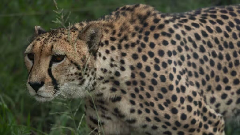 Cheetah Death at Kuno: Centre Orders Pellet Injury Probe