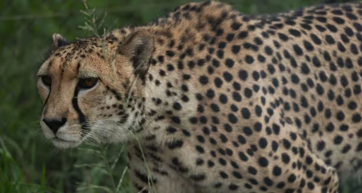 Cheetah Death at Kuno: Centre Orders Pellet Injury Probe