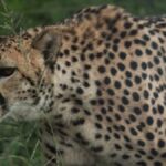 Cheetah Death at Kuno: Centre Orders Pellet Injury Probe