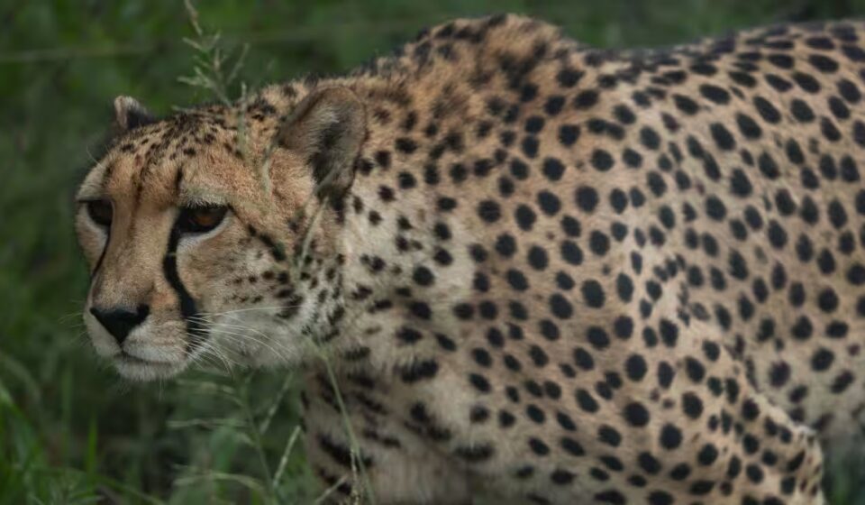 Cheetah Death at Kuno: Centre Orders Pellet Injury Probe