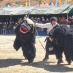 More Than a Mountain Animal: Sikkim's First Yak Festival Champions Conservation