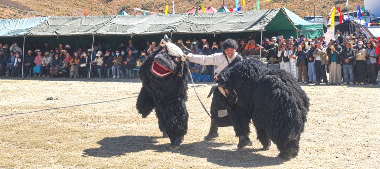 More Than a Mountain Animal: Sikkim's First Yak Festival Champions Conservation