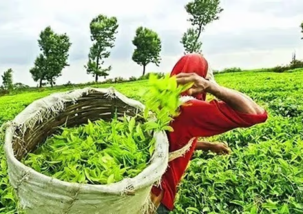 Guwahati Tea Auction Raises Funds for Assam CM’s Relief Fund